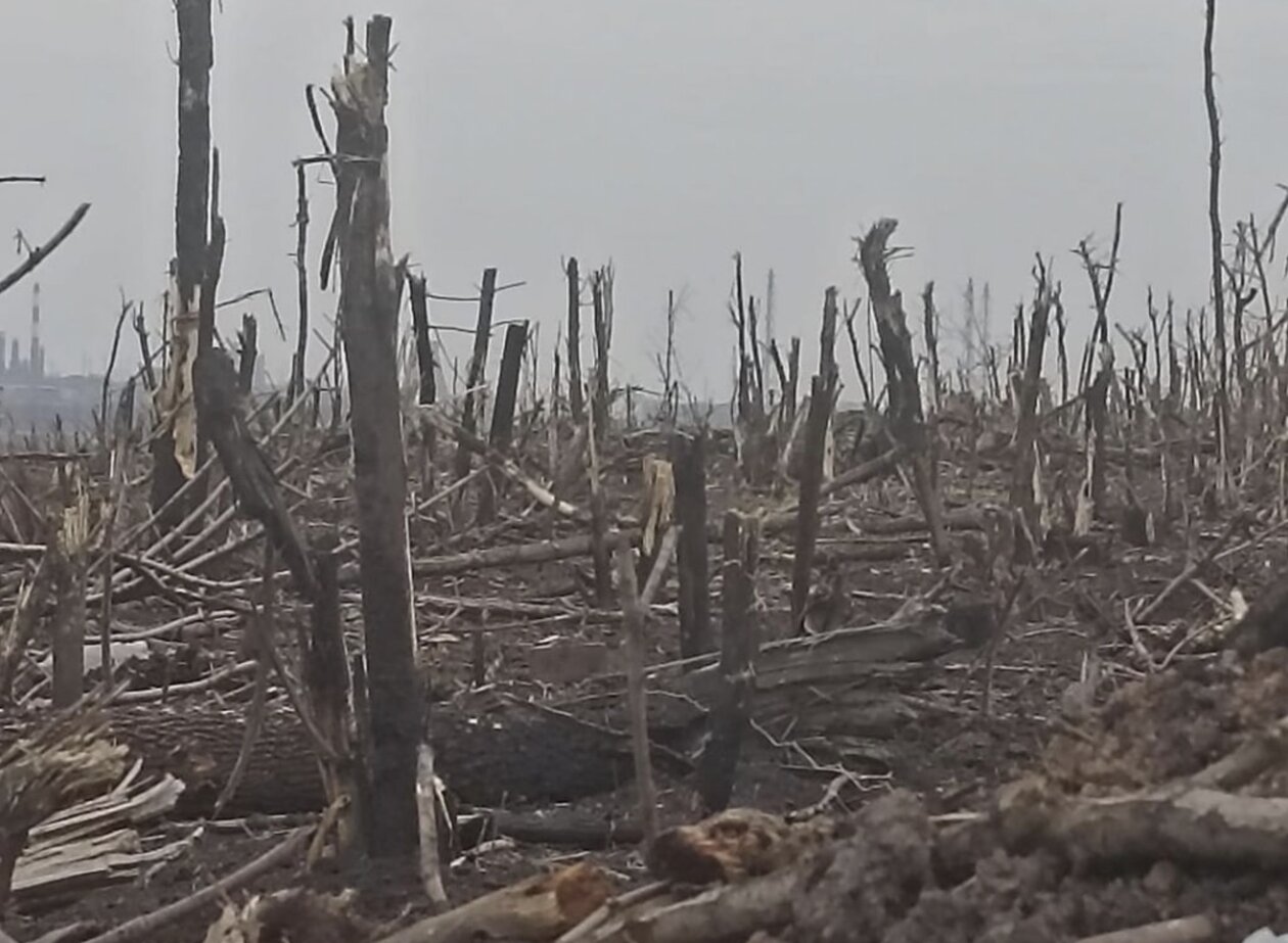 Forest in Bakhmut after a months-long battle. Viktor Borinets, CC-BY-4.0